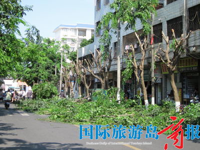 海口市民投诉：炎炎夏日乘凉大树被“剃头”（图）