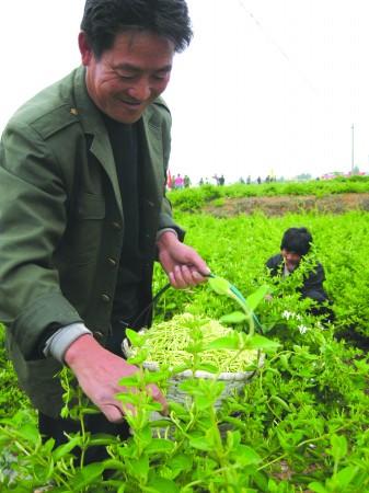 “血统”更纯 价值更高 看平邑如何念好金银花经