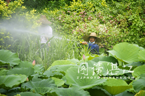 湛江：工人喷药防虫害 呵护荷花更娇艳（图）