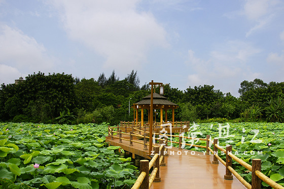 湛江：工人喷药防虫害 呵护荷花更娇艳（图）