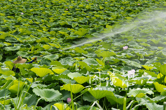 湛江：工人喷药防虫害 呵护荷花更娇艳（图）