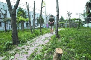 北京：亲手种树遭“腰斩” 居民很心疼