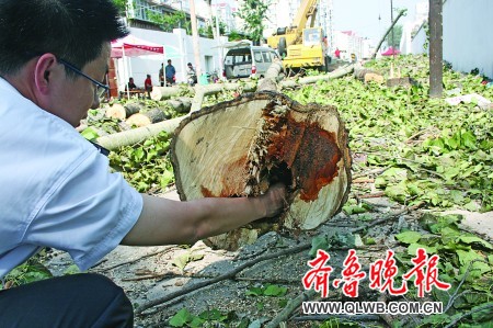 济南：道路绿化改造 文化西路法桐要平移三四米