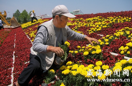 威海荣成：3000盆花卉盆景新换装 景致更漂亮