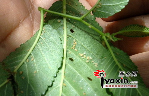 乌鲁木齐：行道树下“油雨” 原是蚜虫惹的祸