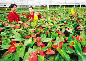 万亩苗圃妆扮乌鲁木齐 预计5年内种花木630万株