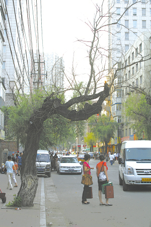 长春：百年老柳根被烧空 引来市民一片“枯声”