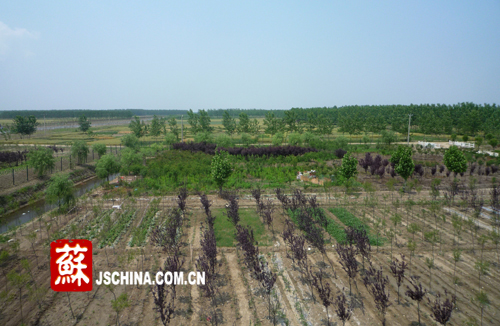 罗阳耐盐碱苗圃基地一角