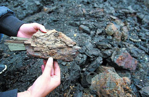 云南：昭通古又出新宝贝 300万年前古树化石出土