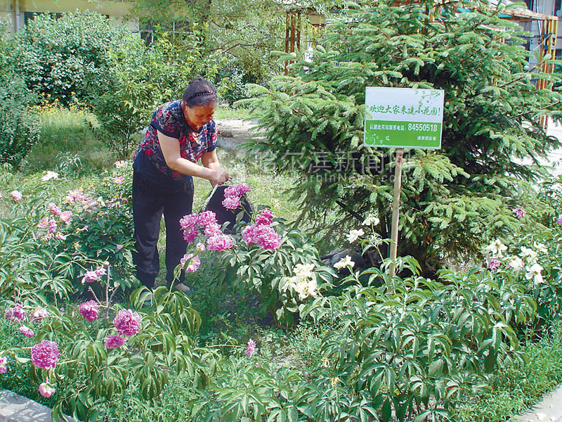 哈尔滨：“弃管花坛”引起居民认养热 荒地变花园