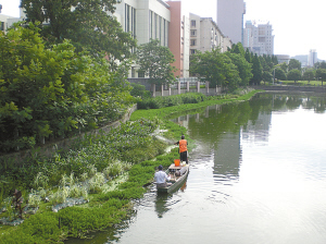 杭州：10多种花草 为20多条河道美容