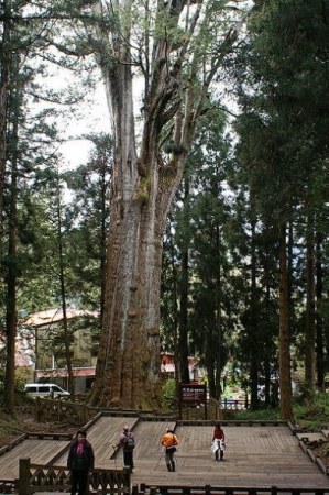 世界十大最古老树木：4800岁地狐尾松问鼎