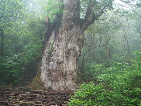 世界十大最古老树木：4800岁地狐尾松问鼎