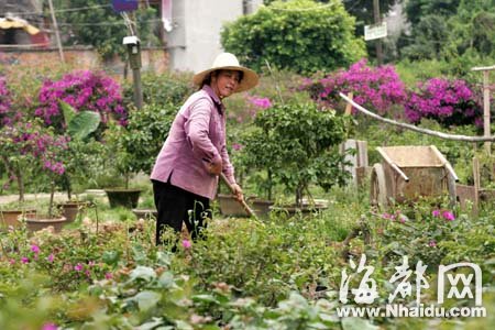 福州：几度迁徙 金山花市何去何从？