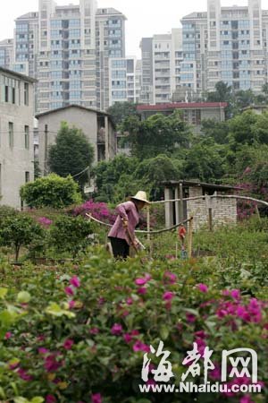 福州：几度迁徙 金山花市何去何从？