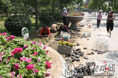 河南：4万株五彩缤纷的鲜花 栽种市区多个绿地广场