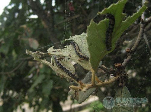 植物杀手：怪虫啃嚼栗树林 菟丝子绞杀行道树（图）