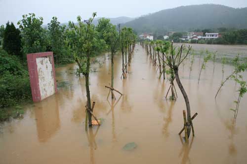 江西:狂风暴雨肆虐兴国 绿化树木受损严重