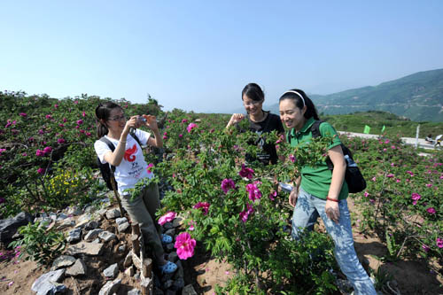 北京:妙峰山万富玫瑰谷 花开致富花农(图)