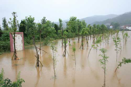 江西:狂风暴雨肆虐兴国 绿化树木受损严重