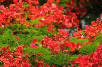 台湾：火红凤凰花 盛夏花开如火焰