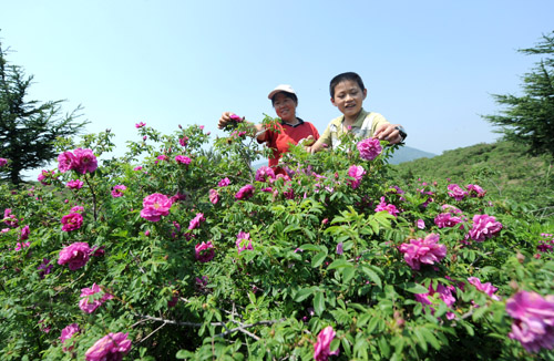 北京：妙峰山万富玫瑰谷 花开致富花农（图）