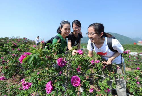 北京：妙峰山万富玫瑰谷 花开致富花农（图）