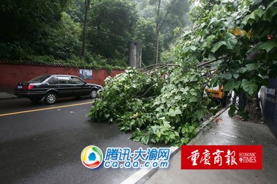 重庆：半夜大风 李子坝行道树被拦腰折断（图）