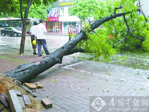 南宁：古城路16米高树遇雨突倒下 系店铺建设树根被挖断