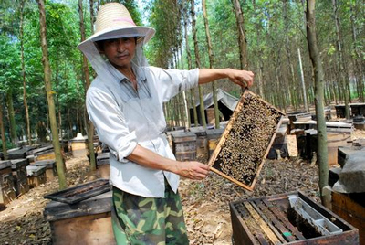 南宁:林改工作稳步推进 特色林下经营助增收