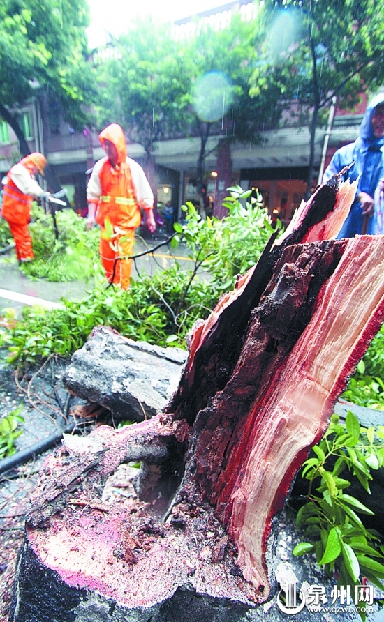 泉州：市区主干道树木"体检" 中山路绿化树修剪