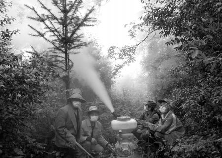 达州：蜀柏毒蛾来势凶猛 11万亩柏树遭虫灾