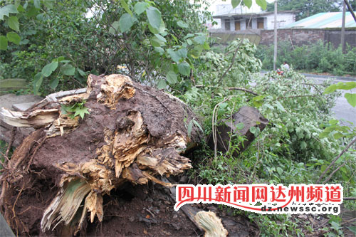 达州：暴风雨突袭 水桶般粗的大树被刮倒（图）