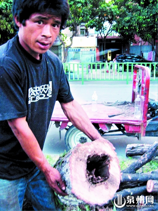 泉州：得白蚁换树种 刺桐路柳树年底前换植柳叶榕