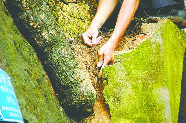 福建：植于晋怀帝年间 “八闽第一樟”成功复活（图）