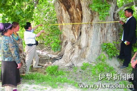 伊犁：实施挂牌保护 古树名木有了“身份证”