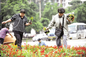 重庆：南坪一处转盘有20万盆花 街坊们推着车来搬回家