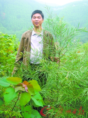 广州：云浮试种万亩黑木相思 对环境有利有望替代桉树