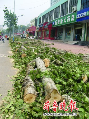 济南：道路改造要更换绿化树 三十年白杨树被砍起争议