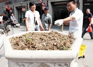 天津：神秘女拔秃11个花坛 花招你了？（图）