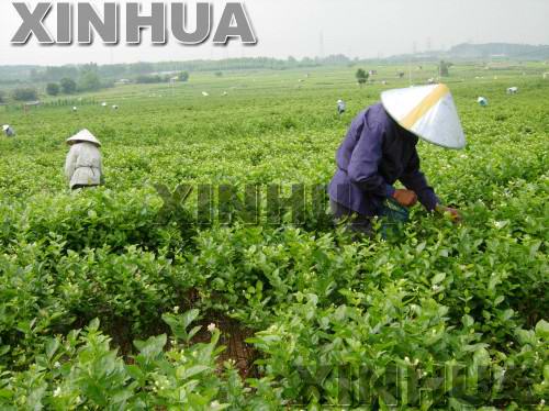 广西:横县茉莉花进入采摘旺盛期(图)