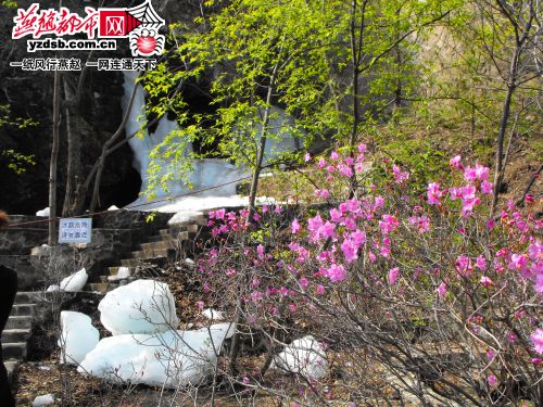 河北：野三坡白草畔六月上旬盛开“冰川杜鹃”
