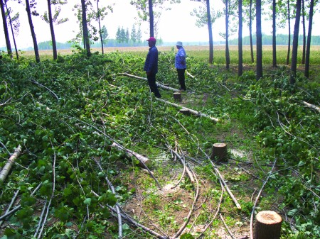 山东：30多棵杨树一夜遭盗伐 种植户损失万余元