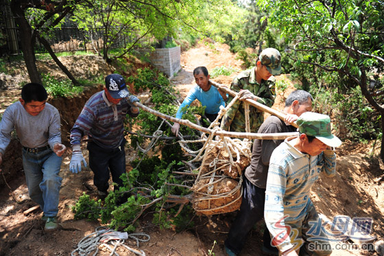 山东：南山公园开建三大园 玫瑰吐蕊樱花绽放梅花飘香