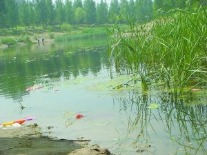 水面上漂浮着杂物。