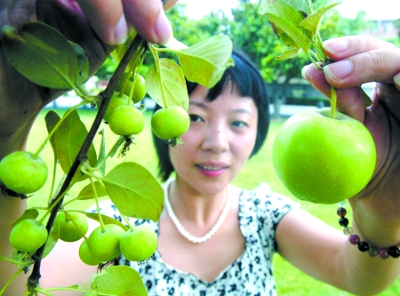 河南：碧沙岗公园海棠树上长出貌似苹果的果实