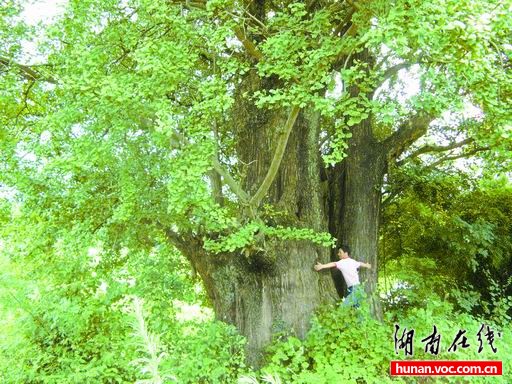 湖南:千年银杏九人伸手才能围得住 村民呼吁保护