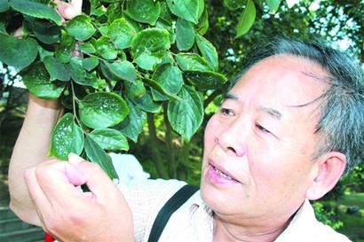 青岛：木栈道树木现大量外来害虫 栖息处都变黑