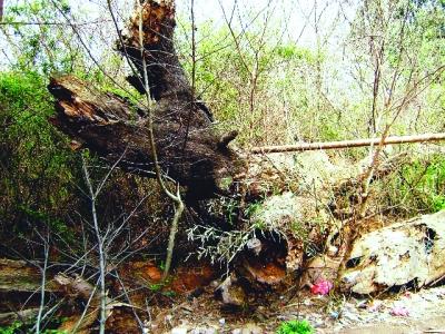 合肥：状元故里300年古树枯死 虫蚁侵害是祸首