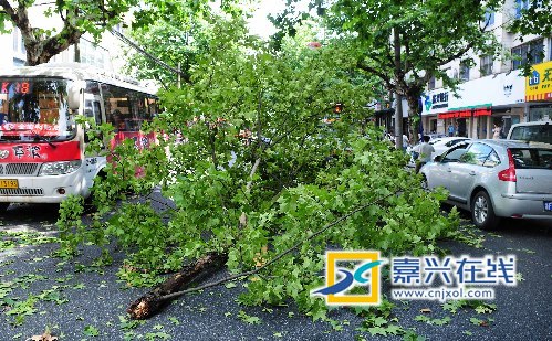 嘉兴：连日梅雨大树半腰断裂 道路严重受堵